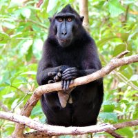 Tangkoko Nature Reserve, Minahasa Peninsula