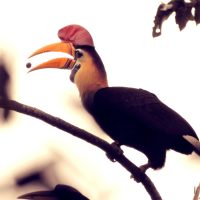 Tangkoko Nature Reserve, Dumoga Bone