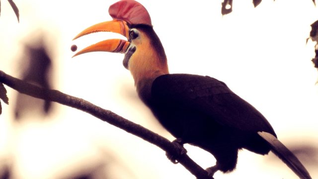 Tangkoko Nature Reserve, Dumoga Bone