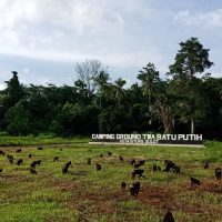 North Sulawesi Jungle, Sulawesi's Northern Realm