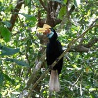 North Sulawesi Jungle, Sulawesi Family Adventure, Birding Tour