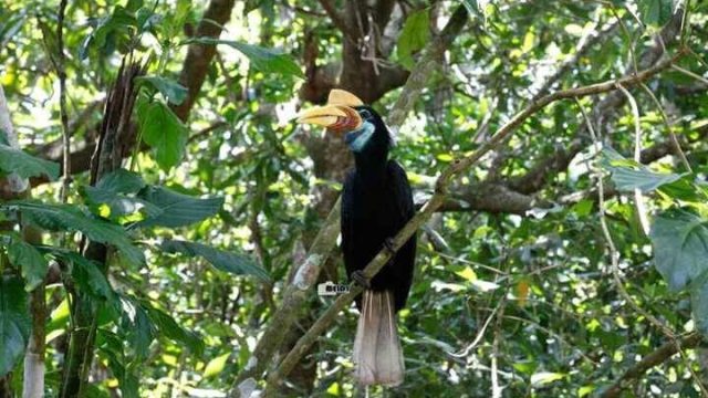 North Sulawesi Jungle, Sulawesi Family Adventure, Birding Tour