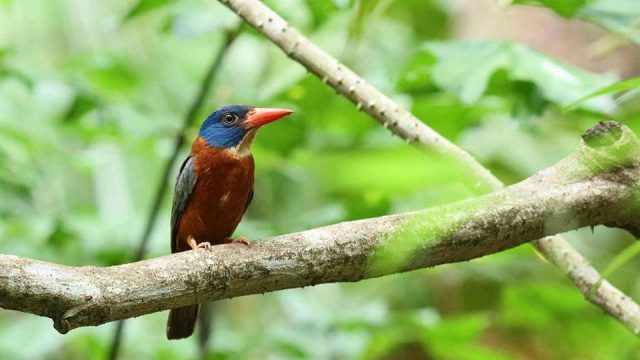 Tangkoko Nature Reserve, Exploring Parks, Birding Tour, North Sulawesi Birding