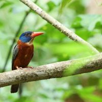 Tangkoko Nature Reserve, Exploring Parks, Birding Tour, North Sulawesi Birding