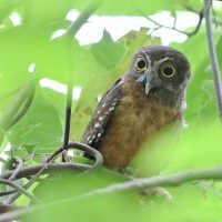 Tangkoko Nature Reserve, Birding Tour, North Sulawesi Birding