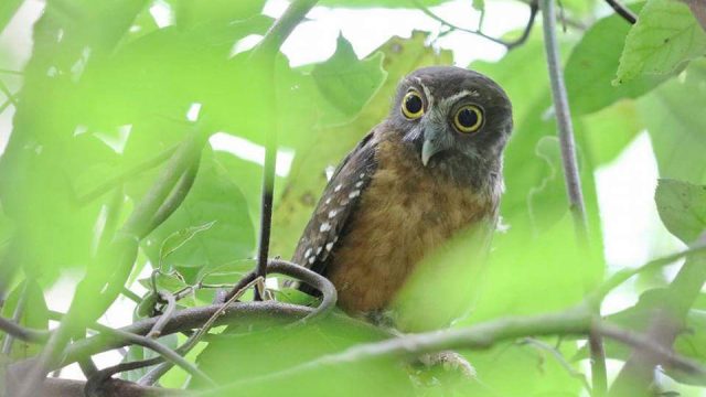 Tangkoko Nature Reserve, Birding Tour, North Sulawesi Birding