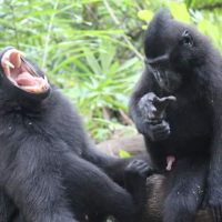Tangkoko Nature Reserve, Sulawesi Family Adventure