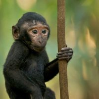 Baby Black Macaque, Dumoga Forest