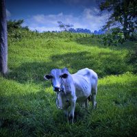 Graceful Minahasa Land