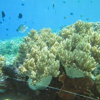 Manado Aquatique