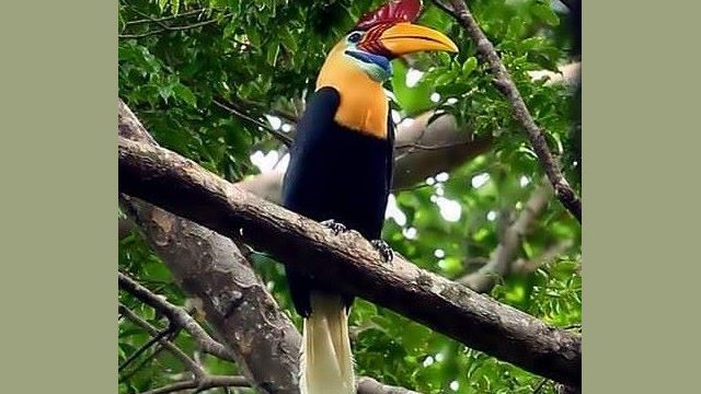 Tangkoko Reserve Excursion