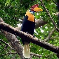 Tangkoko Reserve Excursion