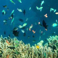 Siladen Island Excursion