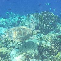 Siladenn Island Excursion