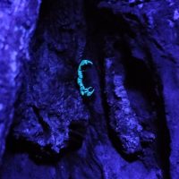 North Sulawesi's Emerald Trails, Biodiversity Trails of North Sulawesi