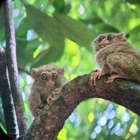 Minahasa Rural Exploration, North Sulawesi's Emerald Trails