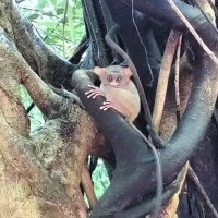 Tangkoko Reserve Excursion, Exploring North Sulawesi Sanctuary