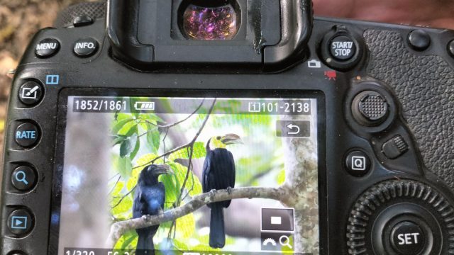 North Sulawesi Birding