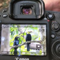 North Sulawesi Birding